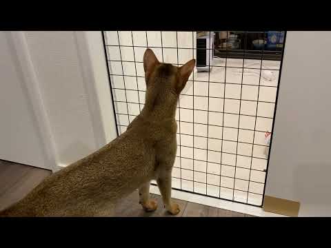 Abby meeting Neo for the first time Abyssinian cats #abyssinian #cat #猫