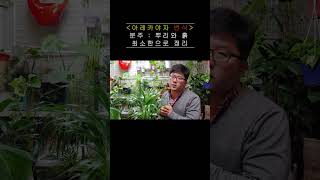 민감한 아레카야자 번식 이렇게 해보세요!! #shorts