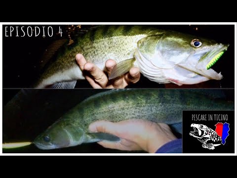 Lucioperca con finale a sorpresa_episodio 4_gopro_dji_Pescare in Ticino