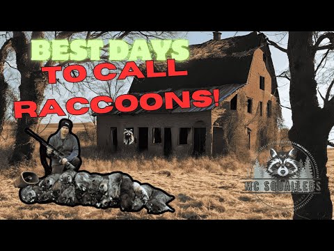Raccoon Calling: THE BEST DAYS to CALL RACCOONS...50 DEGREES in DECEMBER!!!🔥🔥🔥🦝🦝🦝😎😎😎