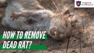How to Remove Dead Rat from Your House Roof | Impressive Pest Control