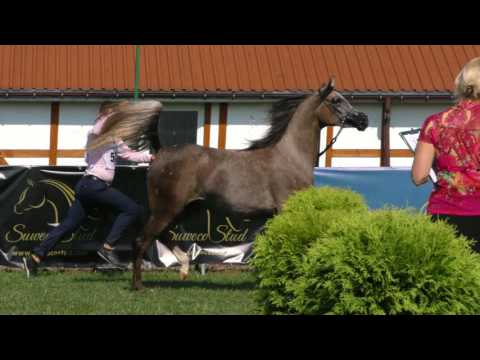 REMARQABLE MELODY, Arabian mare, Cracow 2016 show
