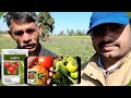 Syngenta Saaho TO 3251 टमाटर