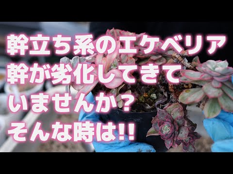 屋外の多肉植物: 庭に美しい多肉植物を植えるにはどうすればよいですか?  庭園