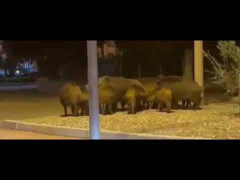 SCANZANO JONICO (MT). BRANCHI DI CINGHIALI PADRONI DELLA CITTA’