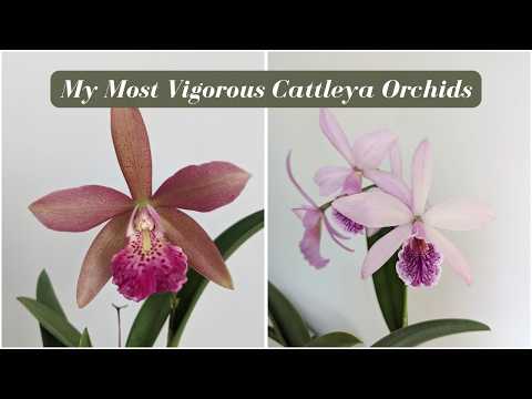 Fastest Growing & Most Vigorous Cattleya Hybrid Orchids | Richard Mueller 2024 Update