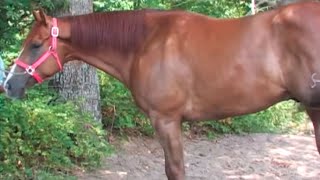 Carreras de Caballos en Seligman Missouri rancho el campesino