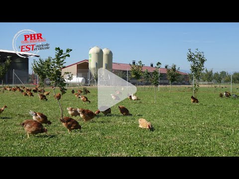 Élevage de volailles bio à Heiteren : des complémentarités entre ateliers