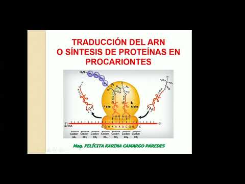 GENÉTICA/ Teoría y Práctica 4: Traducción del ARN en Procariotas.