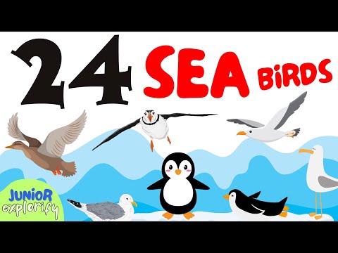 24 Sea Birds | English Education for Toddlers and Kids