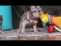 French Bulldog dogs for sale: Bobo - Video 1
