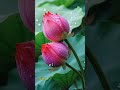 Malare Mounama Love Tamil 90s Everyone Status Song Lyrics Evergreen Arrahman Short