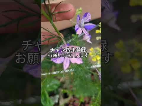 ラークスパー 植物