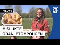 Gieren om zelfgemaakte tompouce: 'Daar hangt Willempie!'