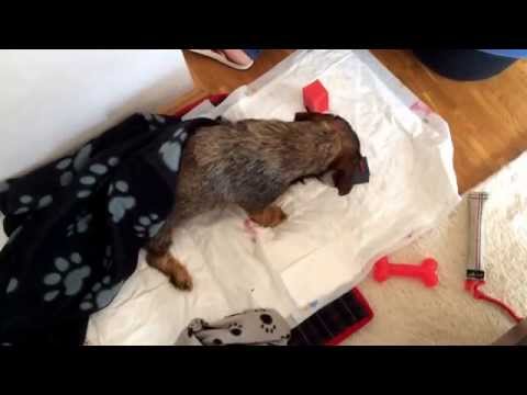 2014-04-12 Salvatore Flicka @ work