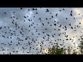 Grackle Flock October 2023