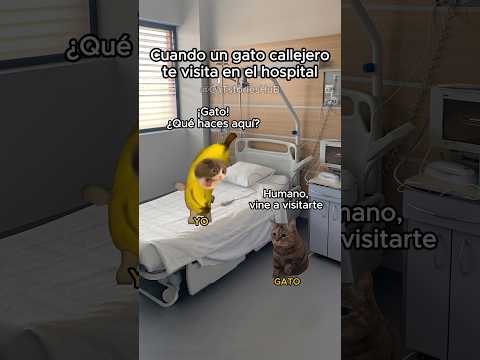 Cuando un gato callejero te visita en el hospital 😊 #funnyvideos #humor