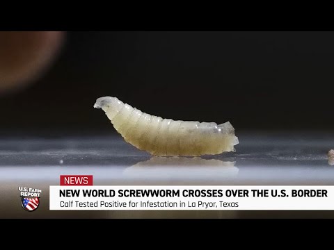 New World Screwworm Is Back: USDA Confirms First U.S. ...