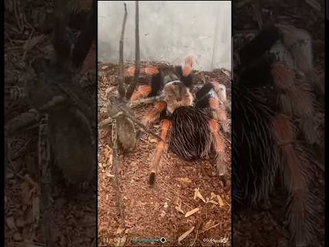 Spider vs. Tarantula #spiderman #shortvideo #shorts #fight #insects