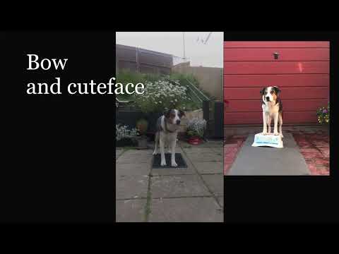 Dog tricks and trundles dog walking and training video.
