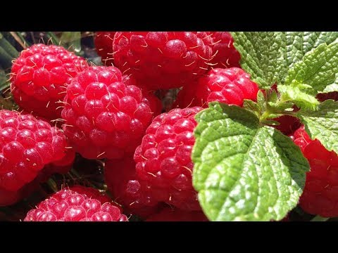 download lagu mp3 mp4 Polka Malina, download mp3 Polka Malina free downloadn, video klip Polka Malina