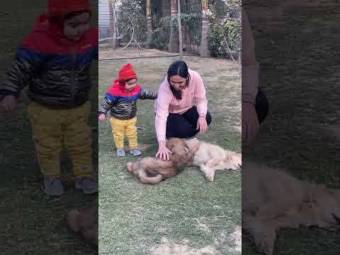Tibetan mastiff puppies 🐶 playing with 💝Manveer Thakran 318