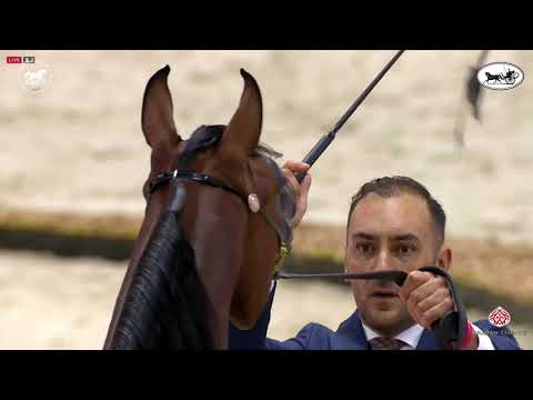 N 42 RD NATORIA PCF   Dubai International Arabian Horse Championship 2021   Fillies 2 Years Old Clas