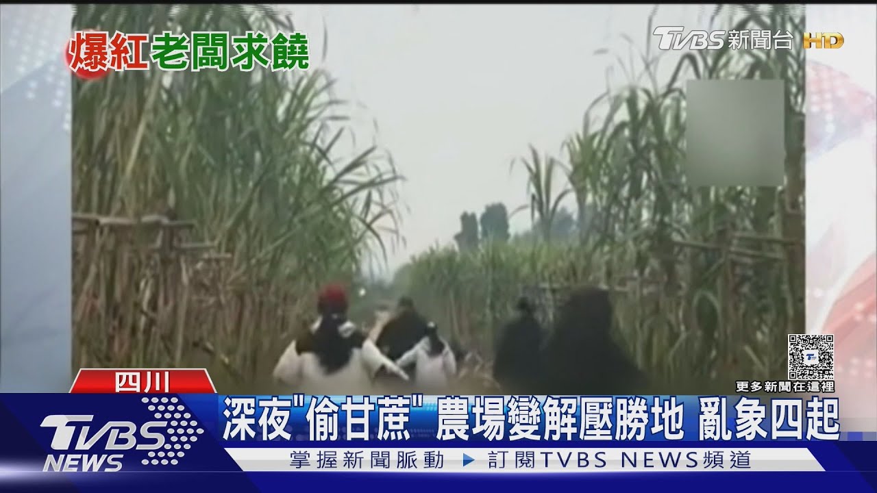 偷甘蔗體驗爆紅引數千人湧入！場面失控「砍刀被偷」　農場主崩潰改規則