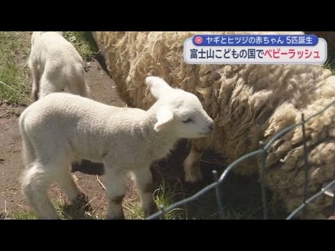 YouTube Video ヤギとヒツジのベビーラッシュ　静岡・富士市の富士山こどもの国