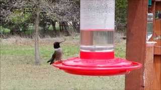 preview picture of video 'Hill Country Hummingbirds Kerrville, Texas 2013'