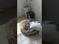 Cat vs. turtle