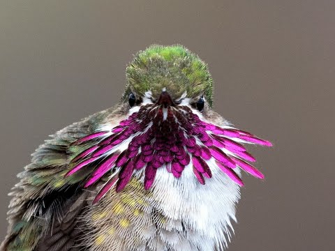 20 Calliope Hummingbird in the wild!