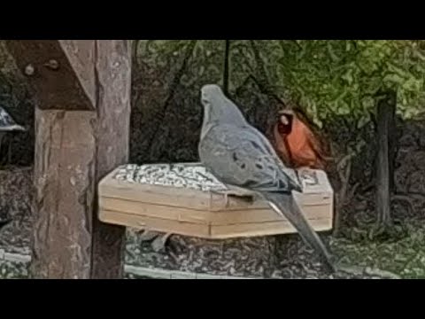 Mourning Doves and Cardinals On My Backyard Bird Feeder