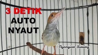 Download lagu Suara prenjak betina GACOR sekaligus PANCING bunyi prenjak bahan mp3 Download lagu Suara prenjak betina GACOR sekaligus PANCING bunyi prenjak bahan mp3