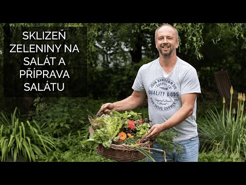 Sklizeň zeleniny na salát a příprava salátu