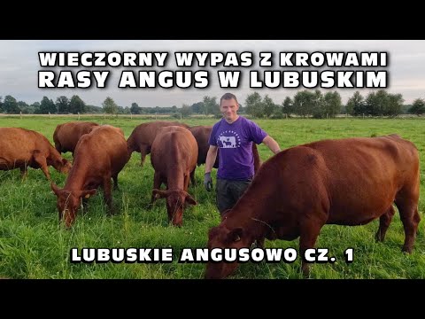 , title : 'Wieczorny wypas z krowami rasy Angus w Lubuskim - Lubuskie Angusowo cz. 1'
