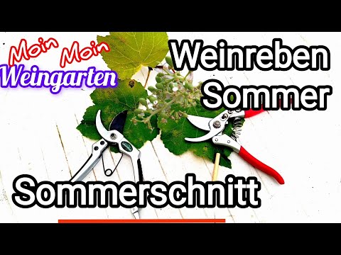 Weinrebe Sommerschnitt. Triebe schneiden, kürzen. Blätter entfernen. Rispen frei machen.