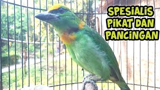 Download lagu BURUNG TAKUR TOHTOR GACOR SUARA SEPERTI DI ALAM , BAGUS BUAT PIKAT DAN PANCINGAN mp3