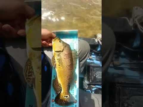 6° Torneio Paulista de Caiaque GKF, NOVA CANAÃ, Competidor FELIPE #tucunare #pescaria #fishing