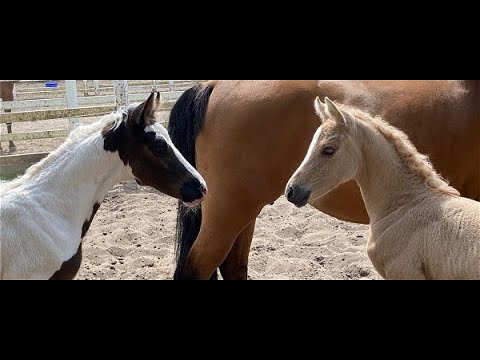 PONYFOHLEN-ONLINE-AUKTION endet am 24.6.24!