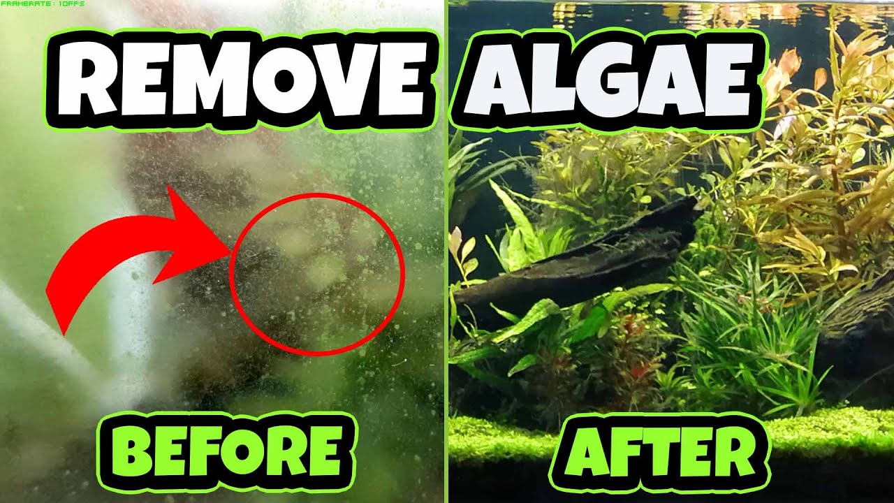 YouTube video preview