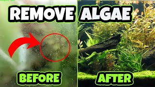 HOW TO Remove Algae in SECONDS!