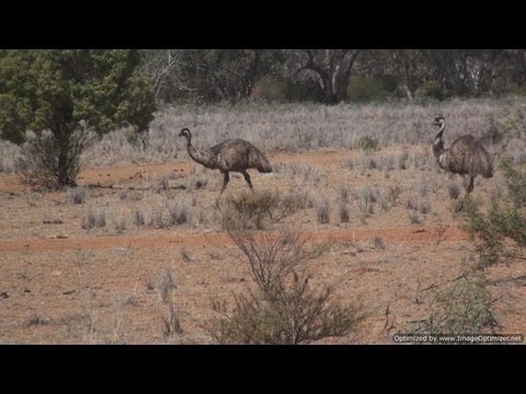 Australian Emus and Kangaroos doing their thing. Video