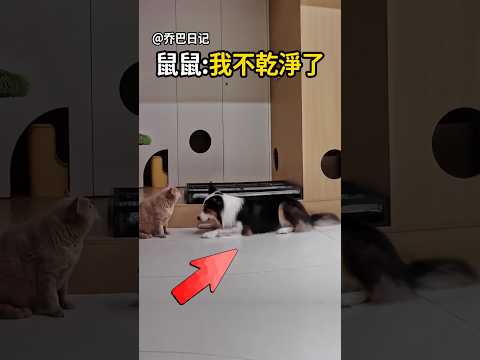 鼠鼠:我不乾淨了！😭