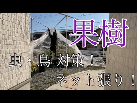 夏に庭の鳥や害虫から果樹を守る捕虫器の接着剤チップ