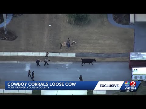 Cowboy who captured loose cow in Port Orange searching for owner