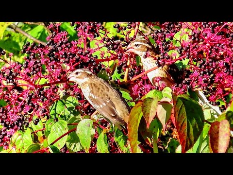 Rose-Breasted Grosbeaks Enjoy Berries On Migration