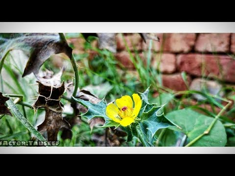 Nature is Such A Great Artist (ACTOR TAUSEEF) MOBILE PHOTOGRAPHY