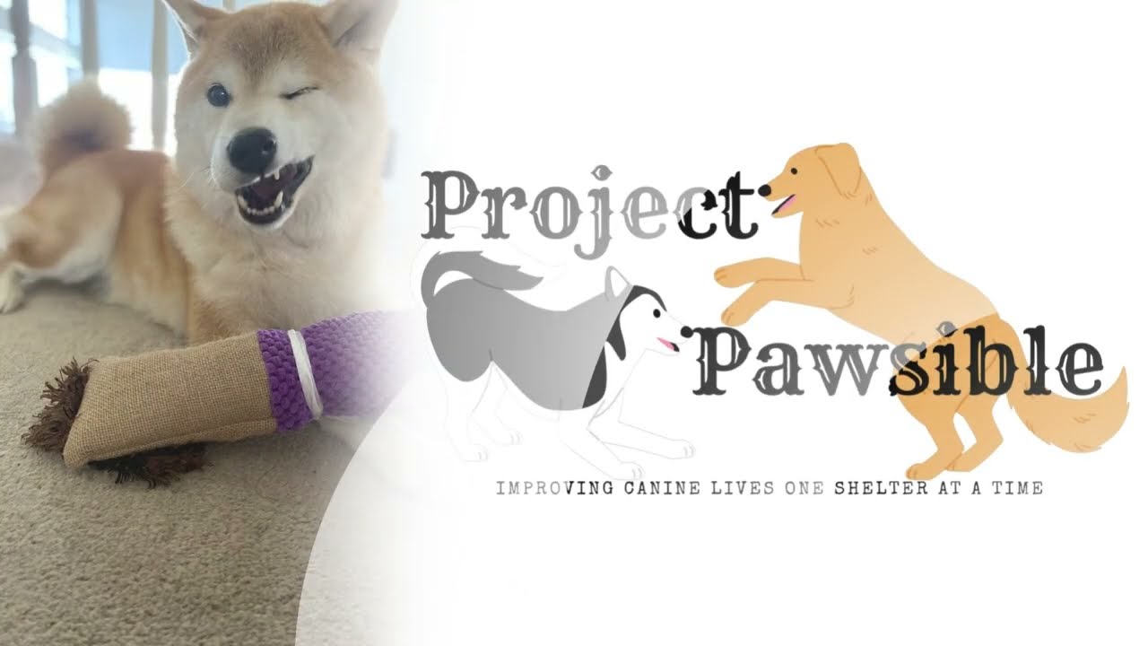 Ralph, a Adoptable mixed breed in San Jacinto, CA video 6/6
