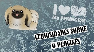 Curiosidades sobre o Pequinês